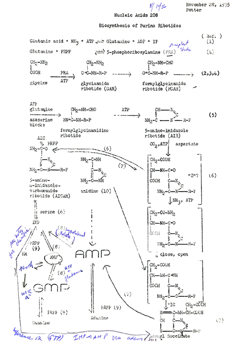 DI.H Biosynthesis Purine Ribotides